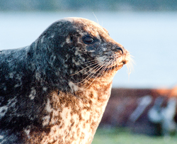 Whiskers ~ Seal Photo from Comox Canada.