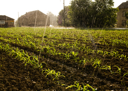 Water = Life - Aillevillers Corn field  photo