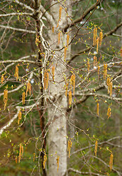 Alder Catkins Alder Catkins - Alder photo from  Cortes Island British Columbia, Canada