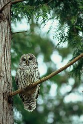 Barred Owl - Barred Owl photo from Smelt Bay Cortes Island BC, Canada