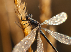 Dewdrops on Damselfly ~ Damselfly picture from Cortes Island Canada.