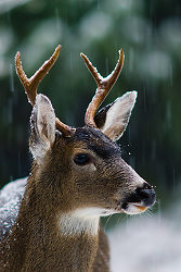 First Snow ~ Deer picture from Cortes Island Canada.