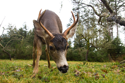 Black tailed Deer -  Deer photo