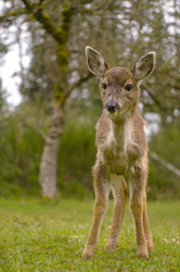 Baby Blacktail -  Deer photo
