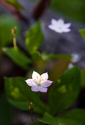 Two Flowers -  Flower photo