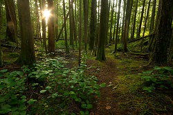 Sun on the Path to Green Mountain ~ Forest Photo from Cortes Island Canada.