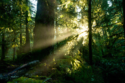 Sun Shining into the Old-growth -  Forest photo