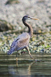 Great Blue Heron - Great Blue Heron photo from Mansons Landing Cortes Island BC, Canada