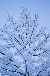 Winter Oak - Oak Tree photo from  Cortes Island BC, Canada