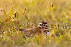 Mother Killdeer ~ Plover Photo from Cortes Island Canada.
