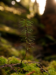 A Young Fir Tree -  Tree photo