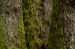 Three Giants ~ Tree Photo from Cortes Island Canada.