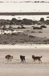 Gray Wolves Running on the Beach - Wolf photo from  Cortes Island BC, Canada