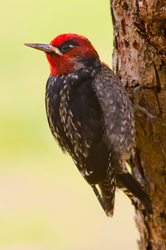Red-breasted Sapsucker - Woodpecker photo from  Cortes Island BC, Canada