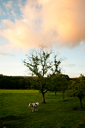 Cow Beneath the Oak Tree - Aillevillers Cow photo