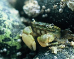 Purple Shore Crab - Cortes Island Crab photo
