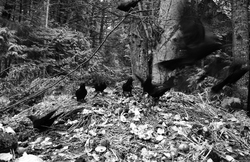 Crows on the Compost Pile - Cortes Island Crow photo