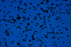 Crow Shindig - Discovery Passage Crow photo