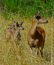 Family of Blacktail Deer -  Deer Family photo