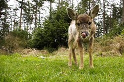 Baby Black-tailed Deer with Tongue Out - Cortes Island Deer photo