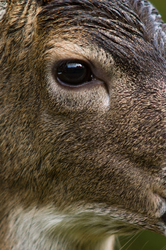 Deer Eye - Cortes Island Deer photo