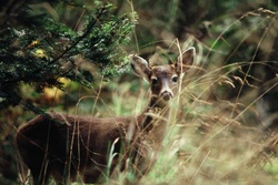 Blacktail Deer in Tall Grass - Cortes Island Deer photo
