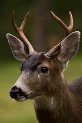 Blacktail Deer - Cortes Island Deer photo