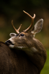 Wild Eyes - Cortes Island Deer photo