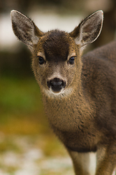 Blacktial Yearling - Cortes Island Deer photo
