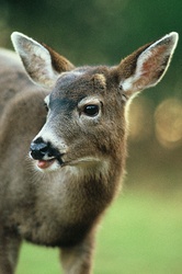 All Ears - Cortes Island Deer photo