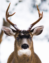 Buck - Cortes Island Deer photo