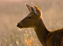 Black-tailed Doe - Cortes Island Deer photo