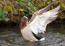 Malard - Amsterdam Duck photo