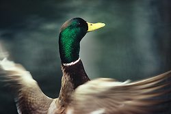 Mallard ~ Duck Photo from Vancouver Canada.