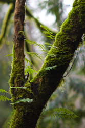 Tree Ferns - Cortes Island Fern photo