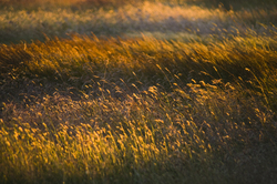 Grass Land -  Field photo