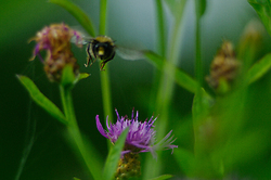 Bee departure -  Flower photo
