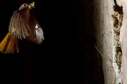 Mother Redstart - Aillevillers Flycatcher photo