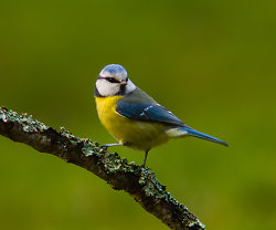 This handsome Blue Tit was actualy photographed from INSIDE our hous through a hole in the stone wall.
