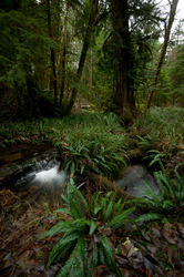 Deer Fern and Associates - Cortes Island Forest photo
