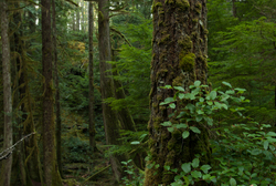 Life in Green Valley - Cortes Island Forest photo