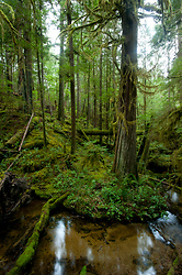 Old Growth Red Cedar - Cortes Island Forest photo