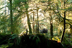 Light in the Forest #1 - Cortes Island Forest photo