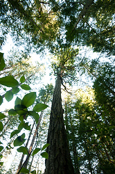 Looking into the Canopy - Cortes Island Forest photo