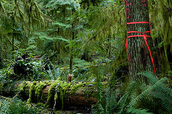 Unnatural Red Tape - Cortes Island Forest photo