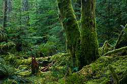 Two Alders - Cortes Island Forest photo