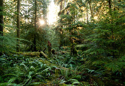 Light in the Forest No. 3 - Cortes Island Forest photo