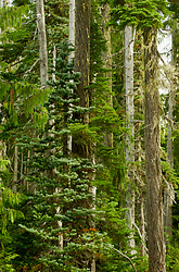 Alpine Forest - Paradise Meadows Forest photo