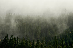 Cloud Shrouded Forest - Vancouver Island forest photo