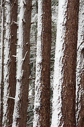 Snow On Fir Trunks -  Forest photo